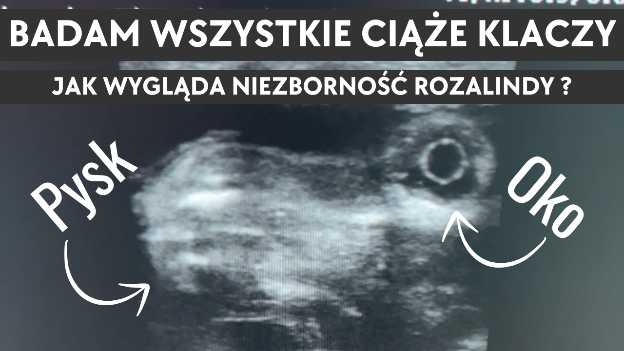 19.09.25 Kulisy hodowli - Badam wszystkie ciąże klaczy. Jak wygląda niezborność Rozalindy?