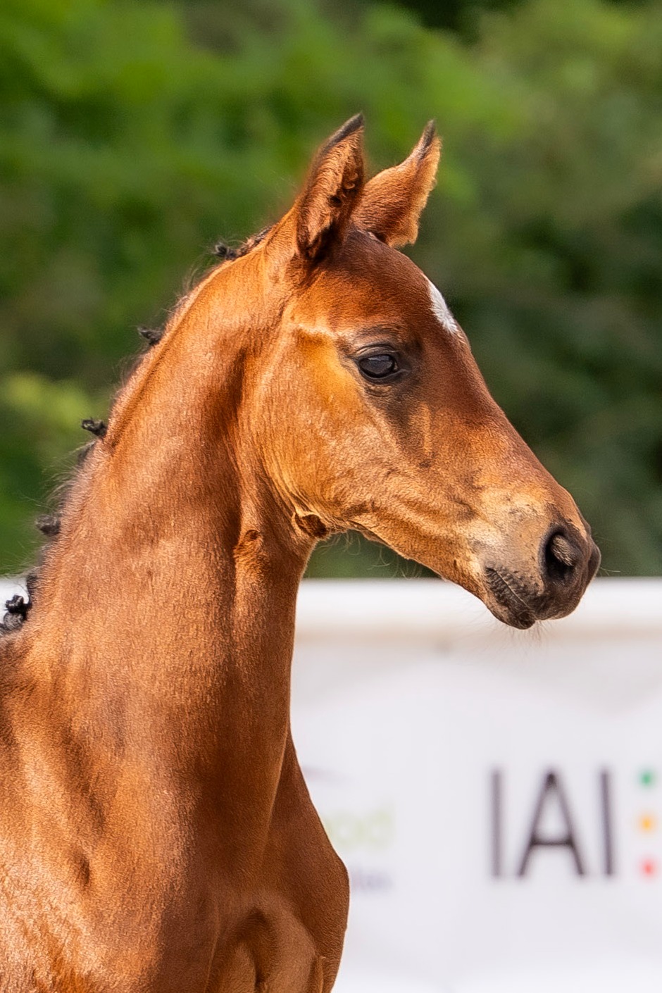 21.09.25 Fleur Jak Malowana na sprzedaż na aukcji „Cichoń Foals Auction MPMK Edition”