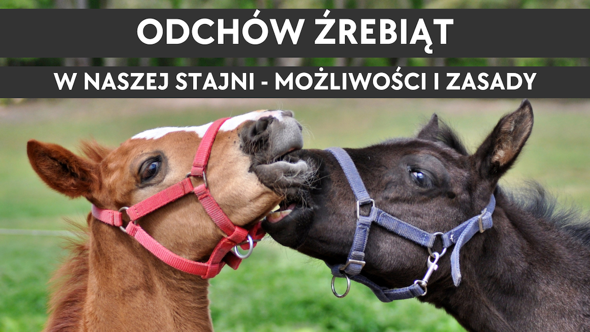 12.10.25 Kulisy hodowli – Odchów źrebiąt w naszej stajni