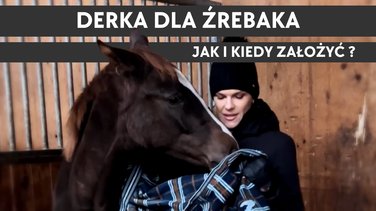 26.11.25 Kulisy hodowli - Derka dla źrebaka - jak i kiedy założyć?