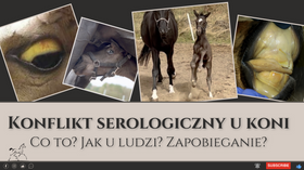 01.04.24 Konflikt serologiczny u koni - co to, jak u ludzi, zapobieganie możliwe? Część 1