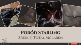 1.04.24 Poród Starling i narodziny Te Fiti (Total McLaren x San Amour)