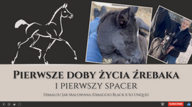 10.03.24 Pierwsze doby życia źrebaka i pierwszy spacer Dimalou