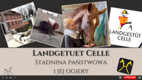 11.02.24 Landgestuet Celle - stadnina państwowa i jej ogiery