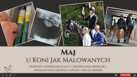 13.06.24 Maj u KoniJakMalowanych