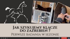 17.03.24 Jak szykujemy klacze do zaźrebień - pierwsze badania USG