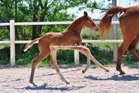 2019.06.06 Pierwsze doby Quaris Jak Malowanej