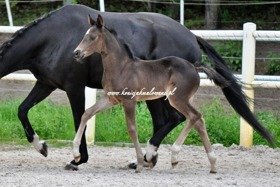 2019.06.16 Prezentacja Dansitano Jak Malowanego