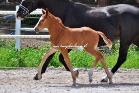 2019.06.23 Prezentacja Firefly Jak Malowanej