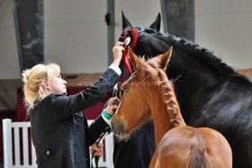 2019.09.25 Czempionat i aukcja Firefly Jak Malowanej w Radzionkowie