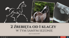 24.05.24 2 źrebięta od 1 klaczy w sezonie - jak to możlwe?