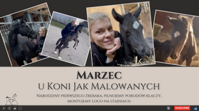 5.04.24 Marzec u KoniJakMalowanych - narodziny źrebaka, pilnowanie porodów klaczy