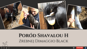 8.03.24 Poród Shavalou H i narodziny Dimalou po Dmaggio Black