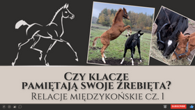 8.11.24 Czy klacze pamiętają swoje źrebięta? Relacje międzykońskie